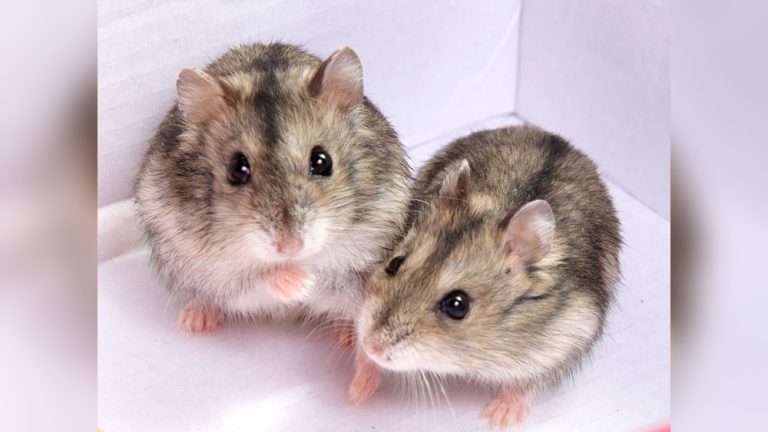 Can a Hamster And a Mouse Breed