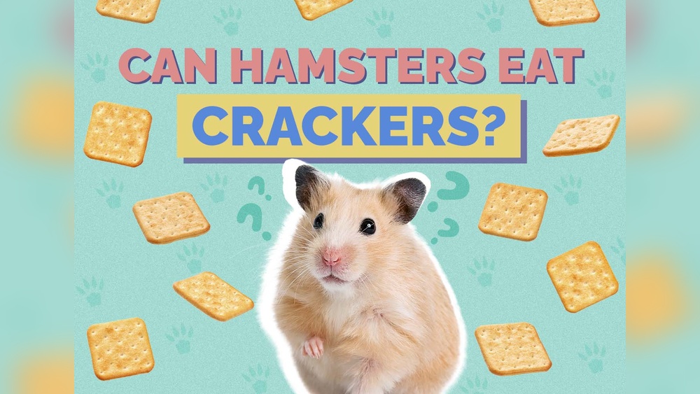 Can a Hamster Eat Crackers