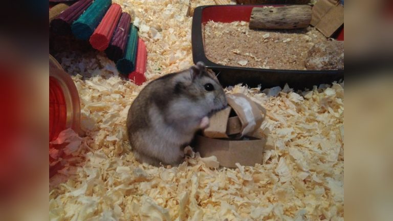 Can a Hamster Eat Pumpkin Seeds