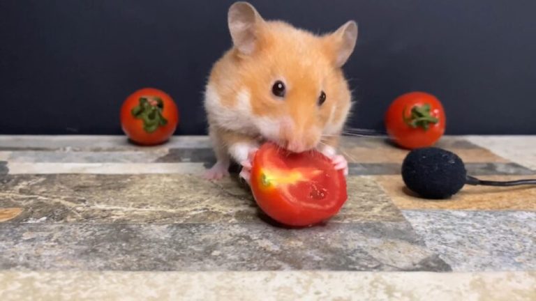 Can a Hamster Eat Tomatoes