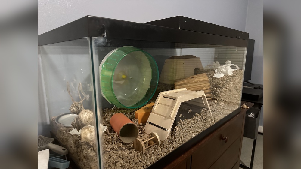 Can a Hamster Live in a Fish Tank
