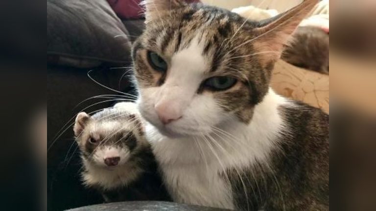 Can Cats Get along With Ferrets