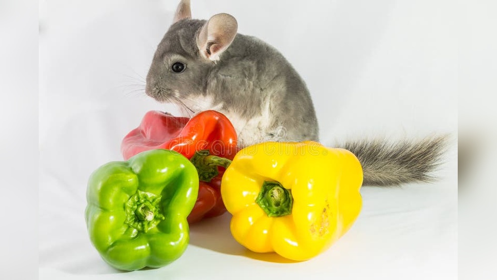 Can Chinchillas Eat Bell Peppers