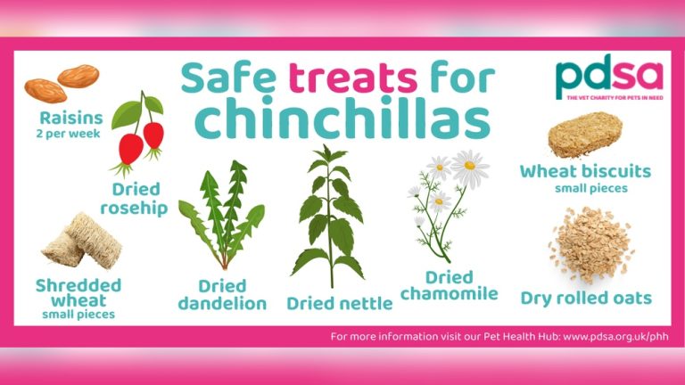 Can Chinchillas Eat Grapes