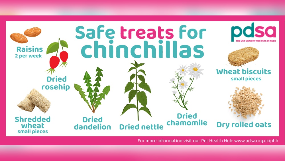 Can Chinchillas Eat Grapes