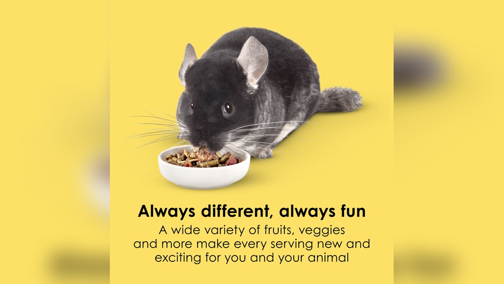 Can Chinchillas Eat Hamster Food