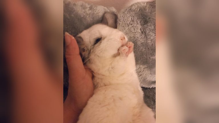 Can Chinchillas Have Almonds