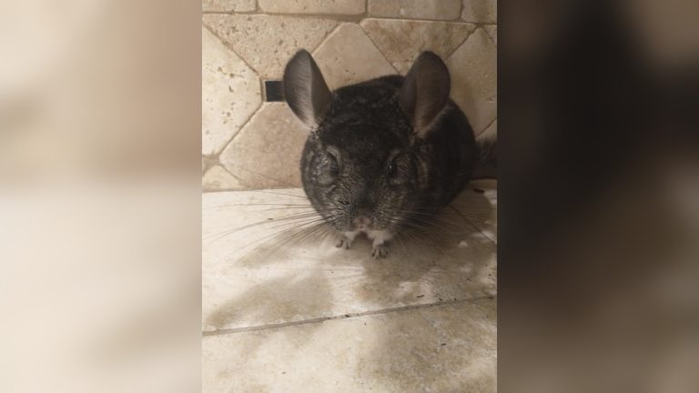 Can Chinchillas Have Apples
