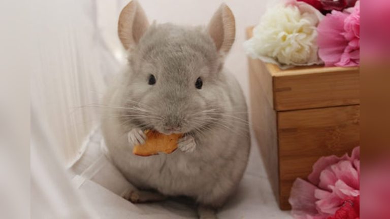Can Chinchillas Have Carrots