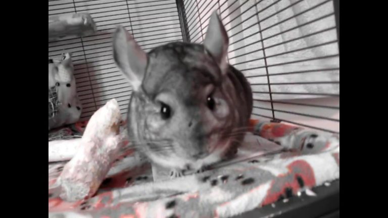 Can Chinchillas Live Alone