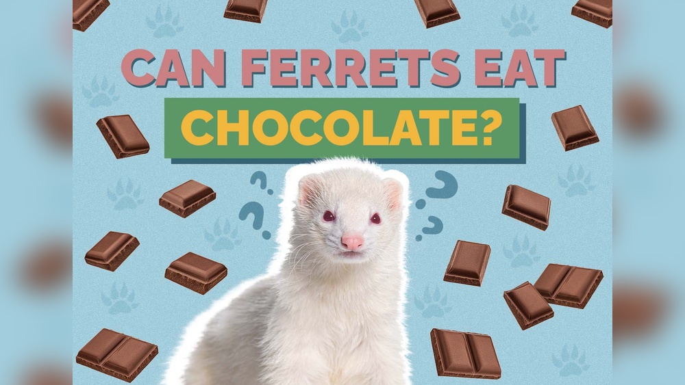 Can Ferrets Eat Chocolate