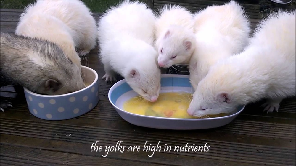 Can Ferrets Eat Eggs