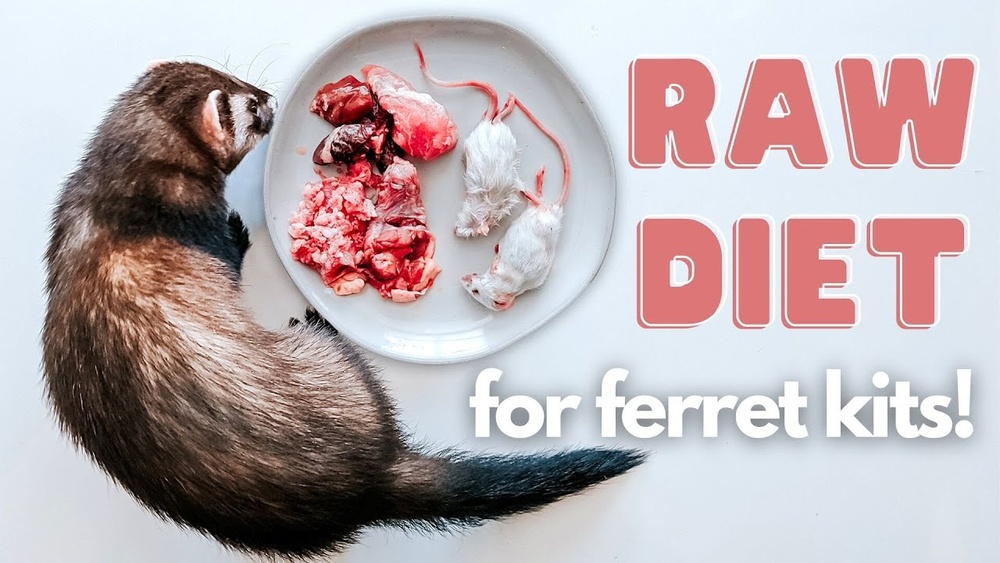 Can Ferrets Eat Raw Chicken