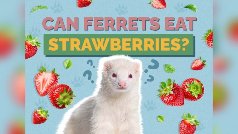 Can Ferrets Eat Strawberries