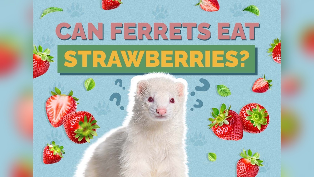 Can Ferrets Eat Strawberries