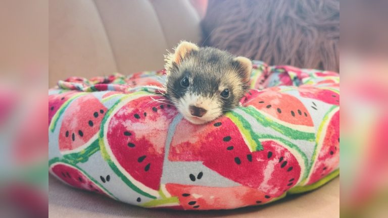 Can Ferrets Have Watermelon