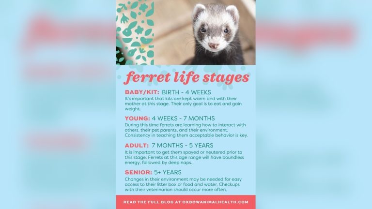 Can Ferrets Live Alone