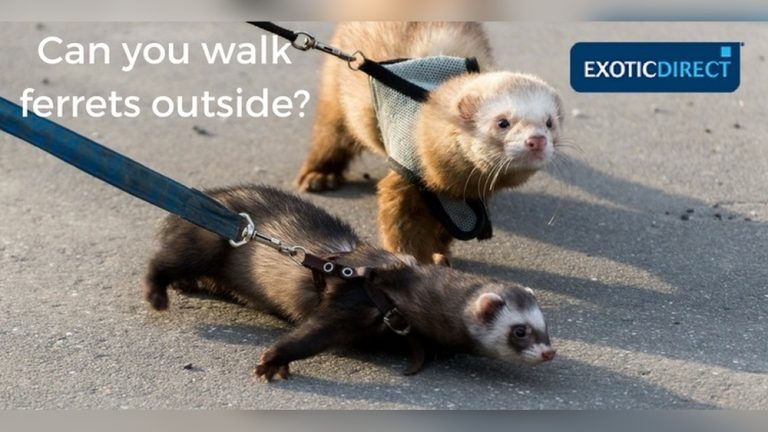 Can Ferrets Live Outside
