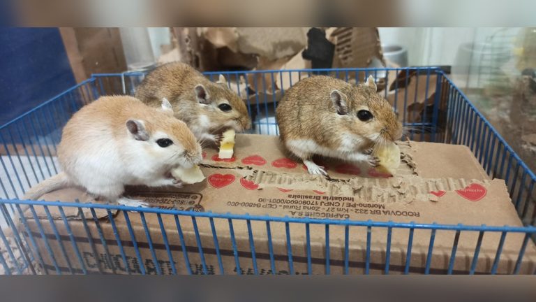 Can Gerbils Eat Bananas