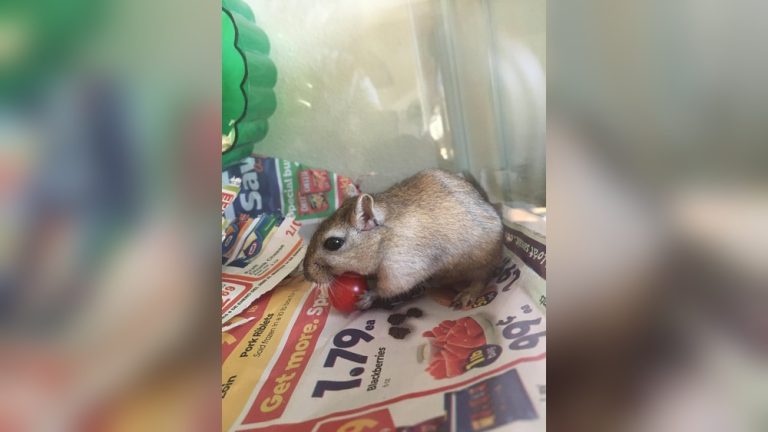 Can Gerbils Eat Cherries