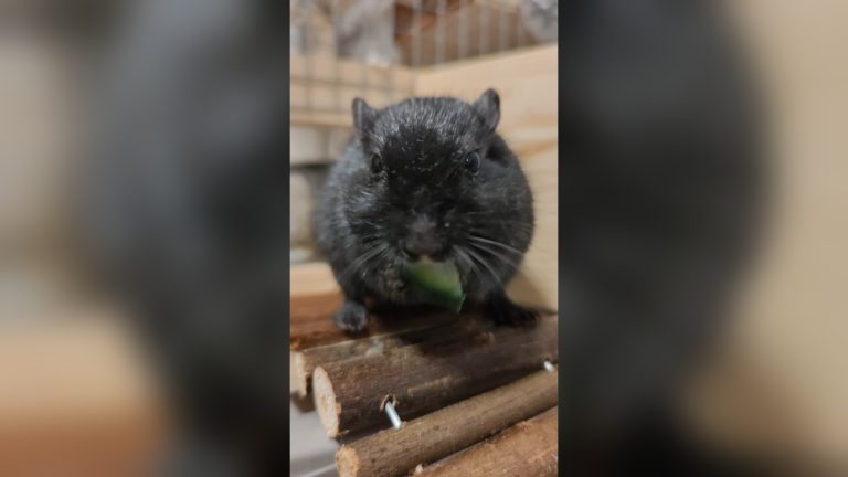 Can Gerbils Eat Cucumber