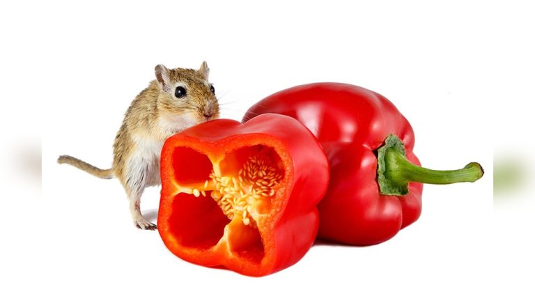 Can Gerbils Eat Dandelions