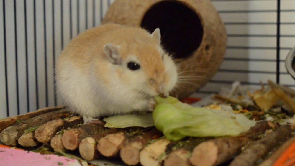 Can Gerbils Eat Lettuce
