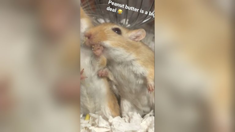 Can Gerbils Eat Peanut Butter