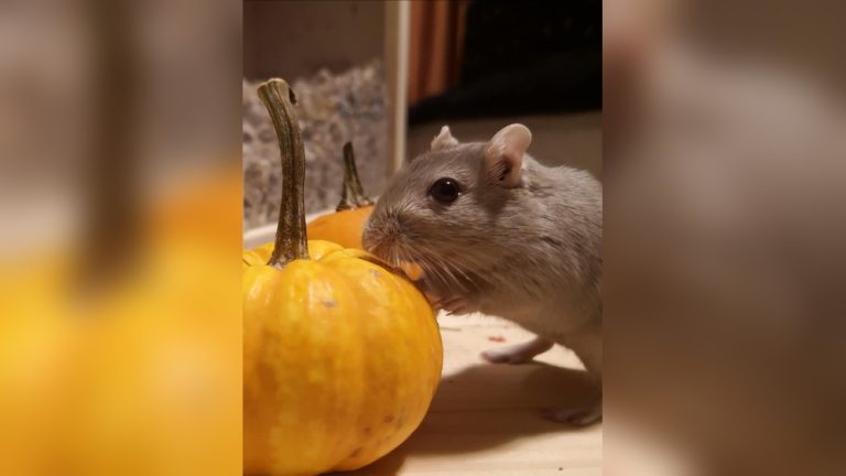 Can Gerbils Eat Pumpkin