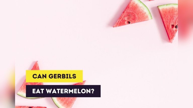 Can Gerbils Eat Watermelon