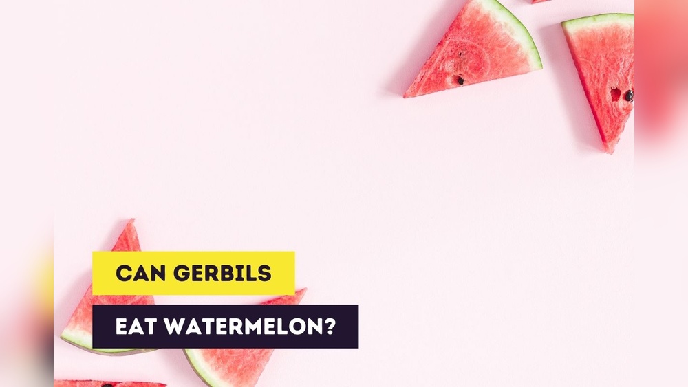 Can Gerbils Eat Watermelon