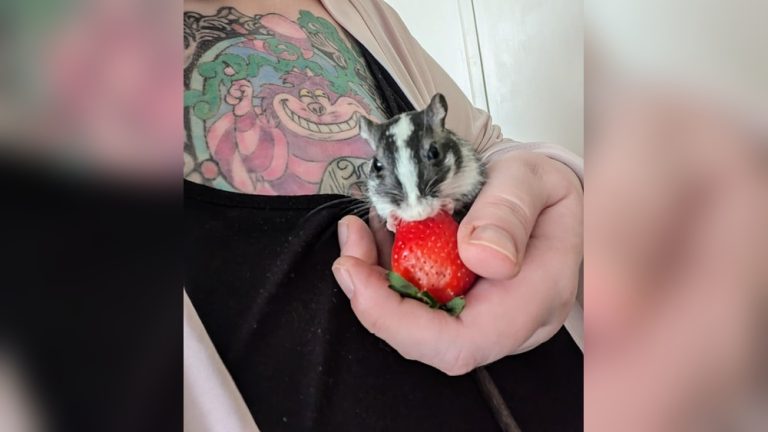 Can Gerbils Have Strawberries
