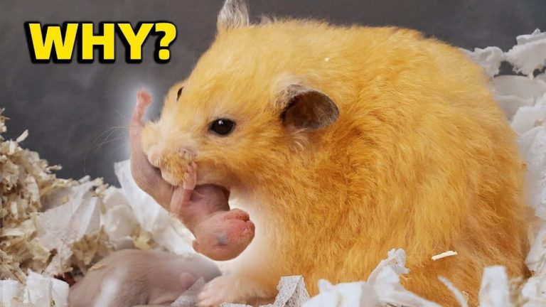 Can Hamster Eat Bread