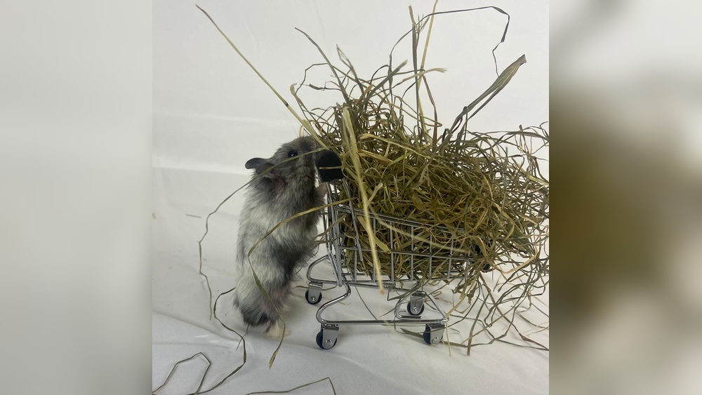 Can Hamster Eat Hay