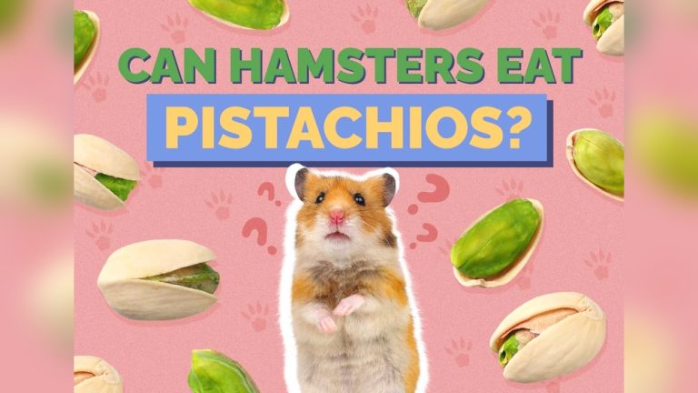 Can Hamster Eat Pistachio Nuts