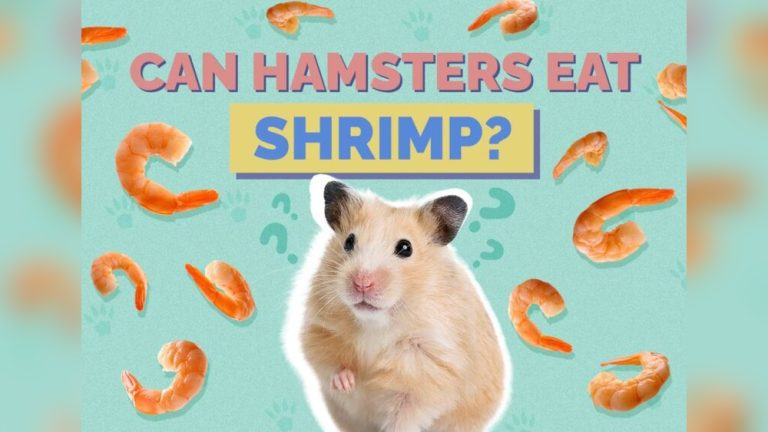 Can Hamster Eat Shrimp