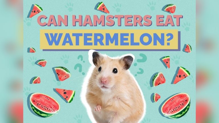 Can Hamster Eat Watermelon