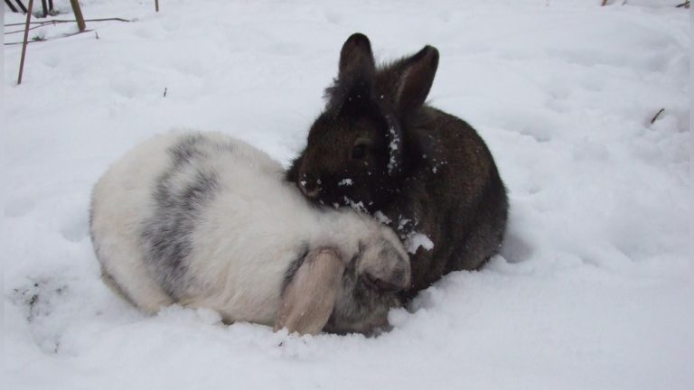 Can Rabbits Die of Cold