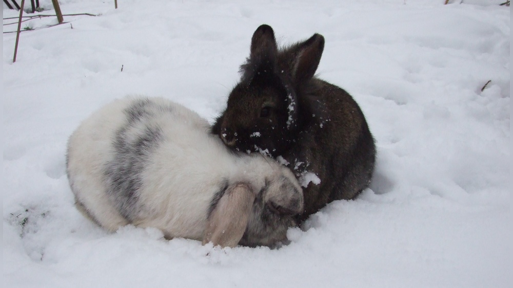 Can Rabbits Die of Cold