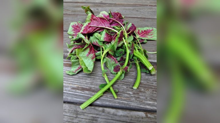 Can Rabbits Eat Amaranth