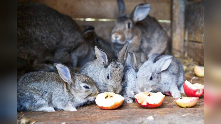 Can Rabbits Eat Apple Seeds