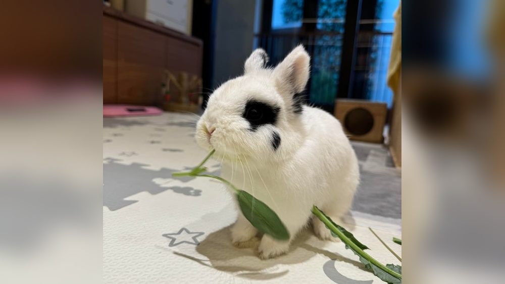 Can Rabbits Eat Basil Flowers