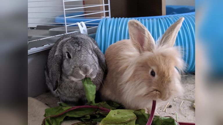 Can Rabbits Eat Beetroot