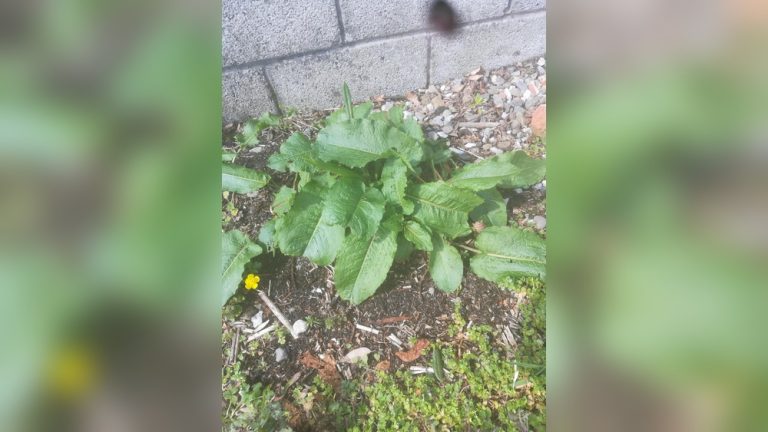 Can Rabbits Eat Burdock Leaves