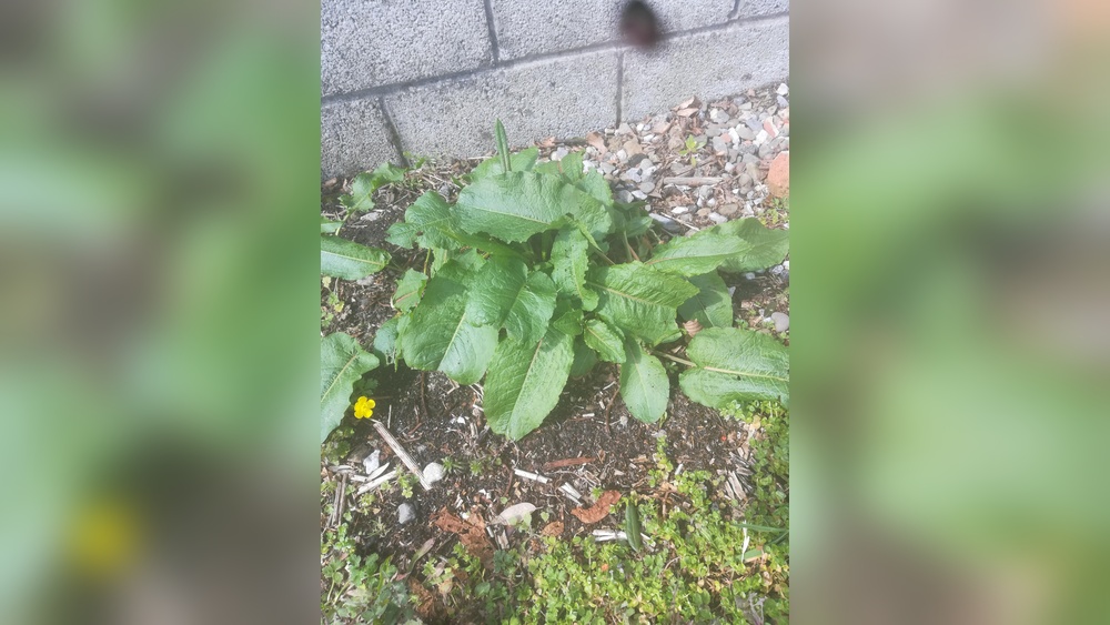 Can Rabbits Eat Burdock Leaves