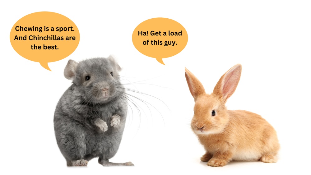 Can Rabbits Eat Chinchilla Food