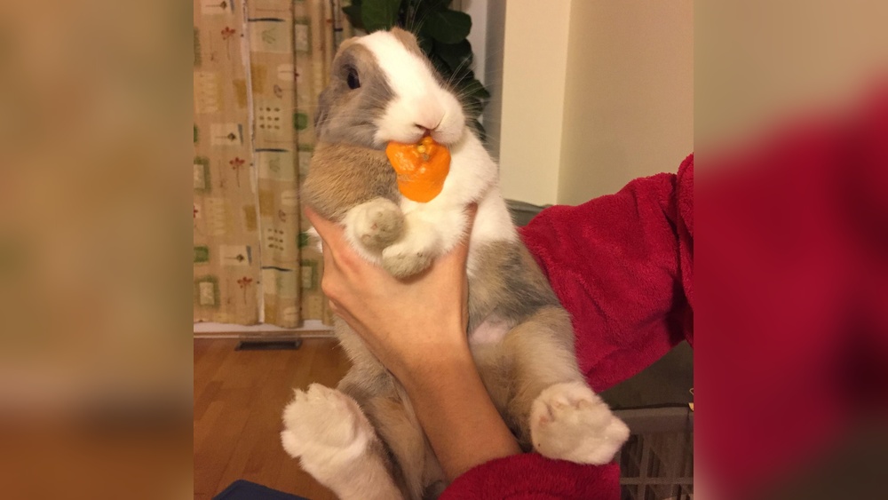 Can Rabbits Eat Clementines
