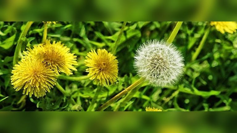 Can Rabbits Eat Dandelions