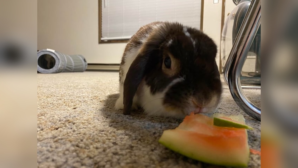 Can Rabbits Eat Edamame