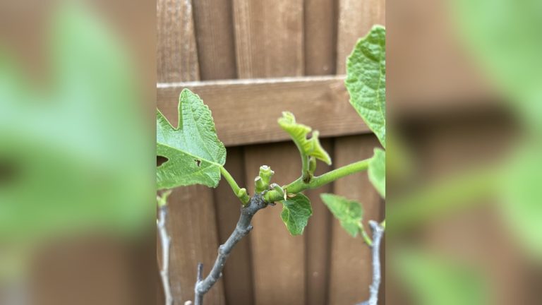 Can Rabbits Eat Fig Leaves